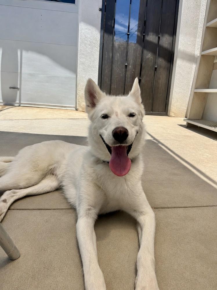KIARA, a Adoptable mixed breed in los angeles, CA image 5/6