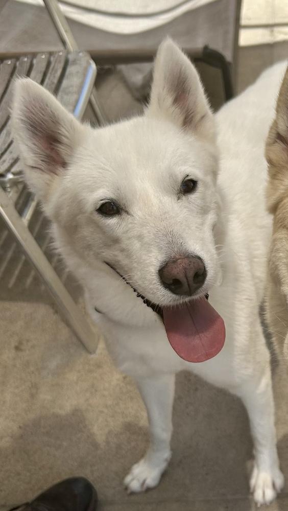 KIARA, a Adoptable mixed breed in los angeles, CA image 6/6