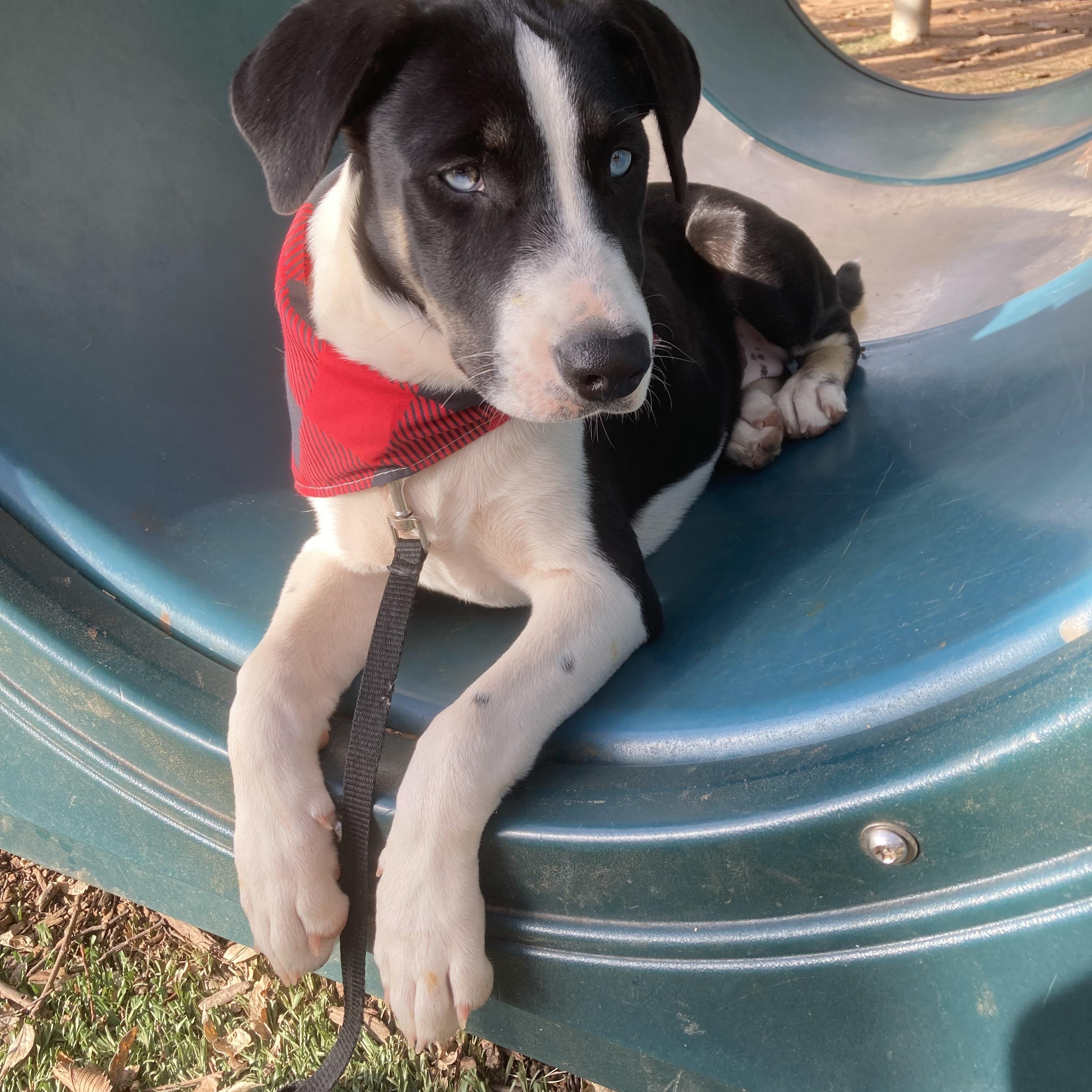 Elizabeth, a Adoptable mixed breed in Noble, OK image 2/5