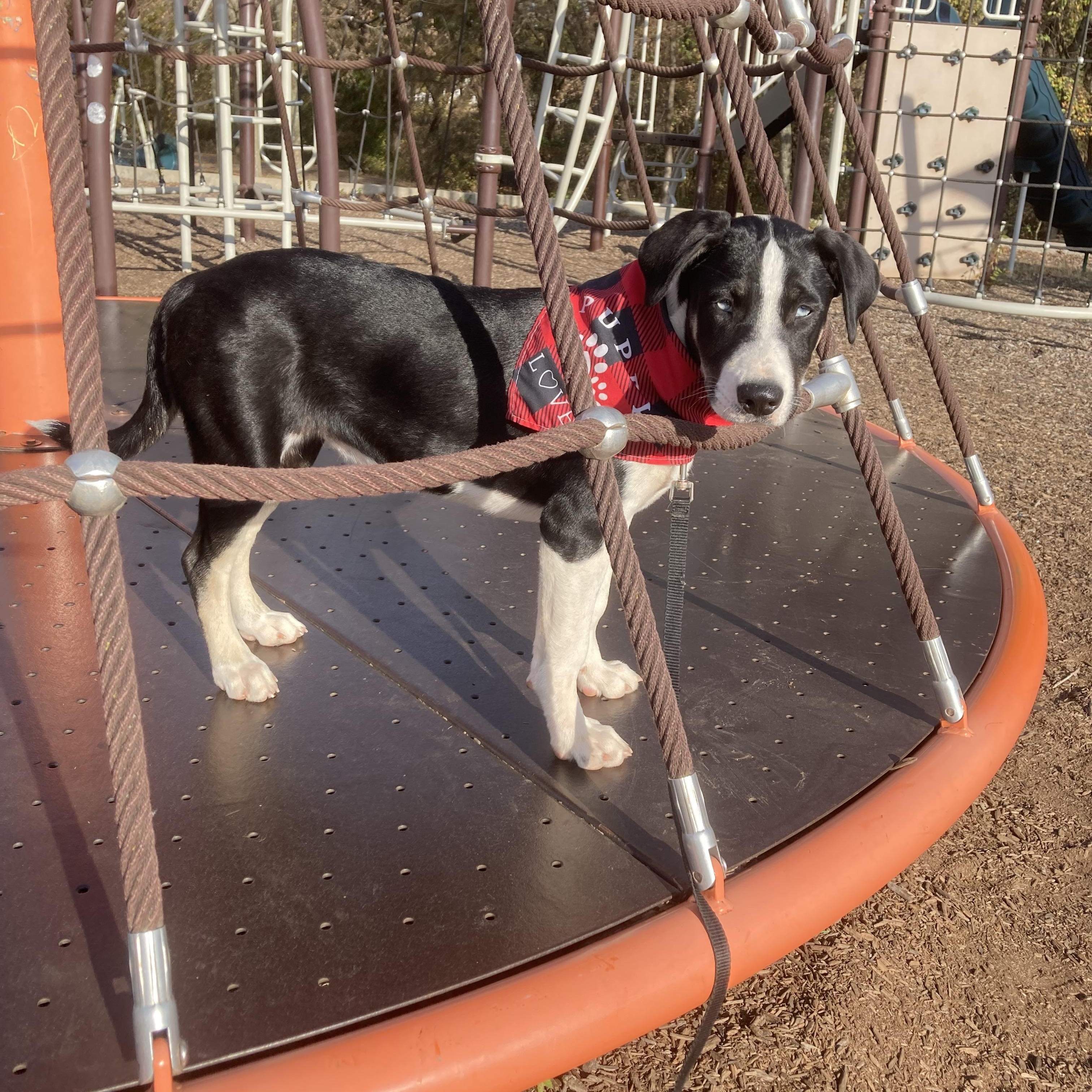 Elizabeth, a Adoptable mixed breed in Noble, OK image 3/5