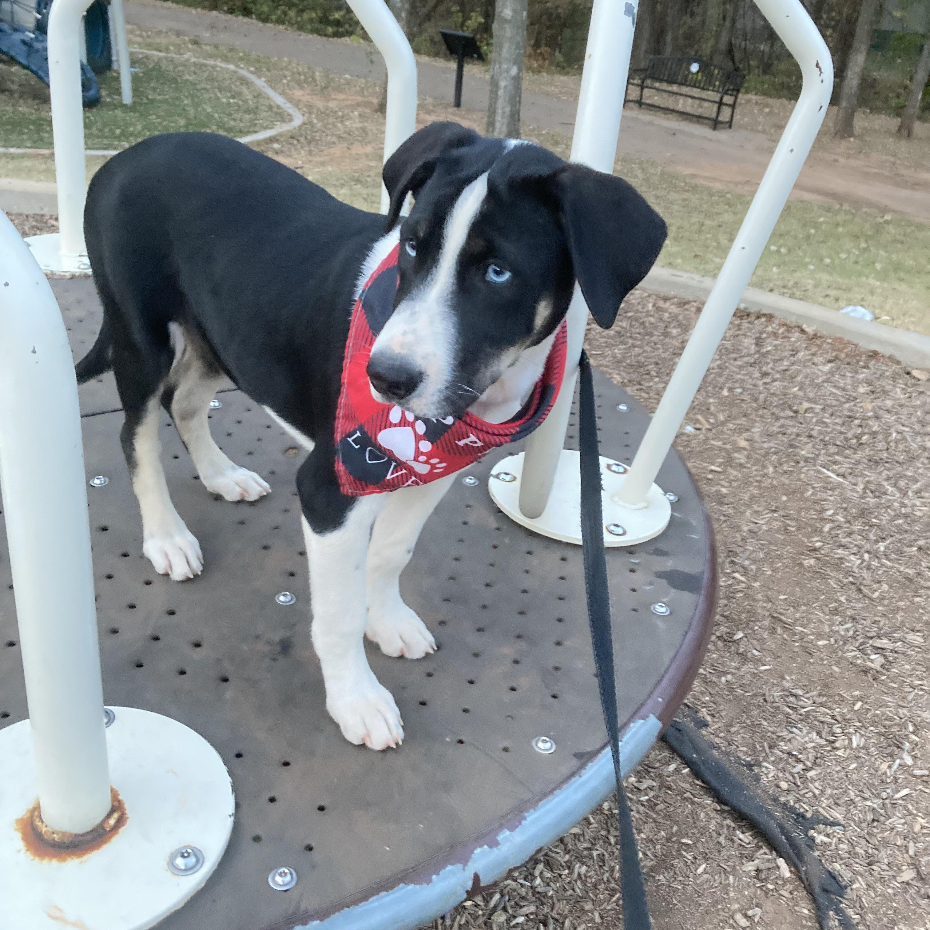 Elizabeth, a Adoptable mixed breed in Noble, OK image 4/5