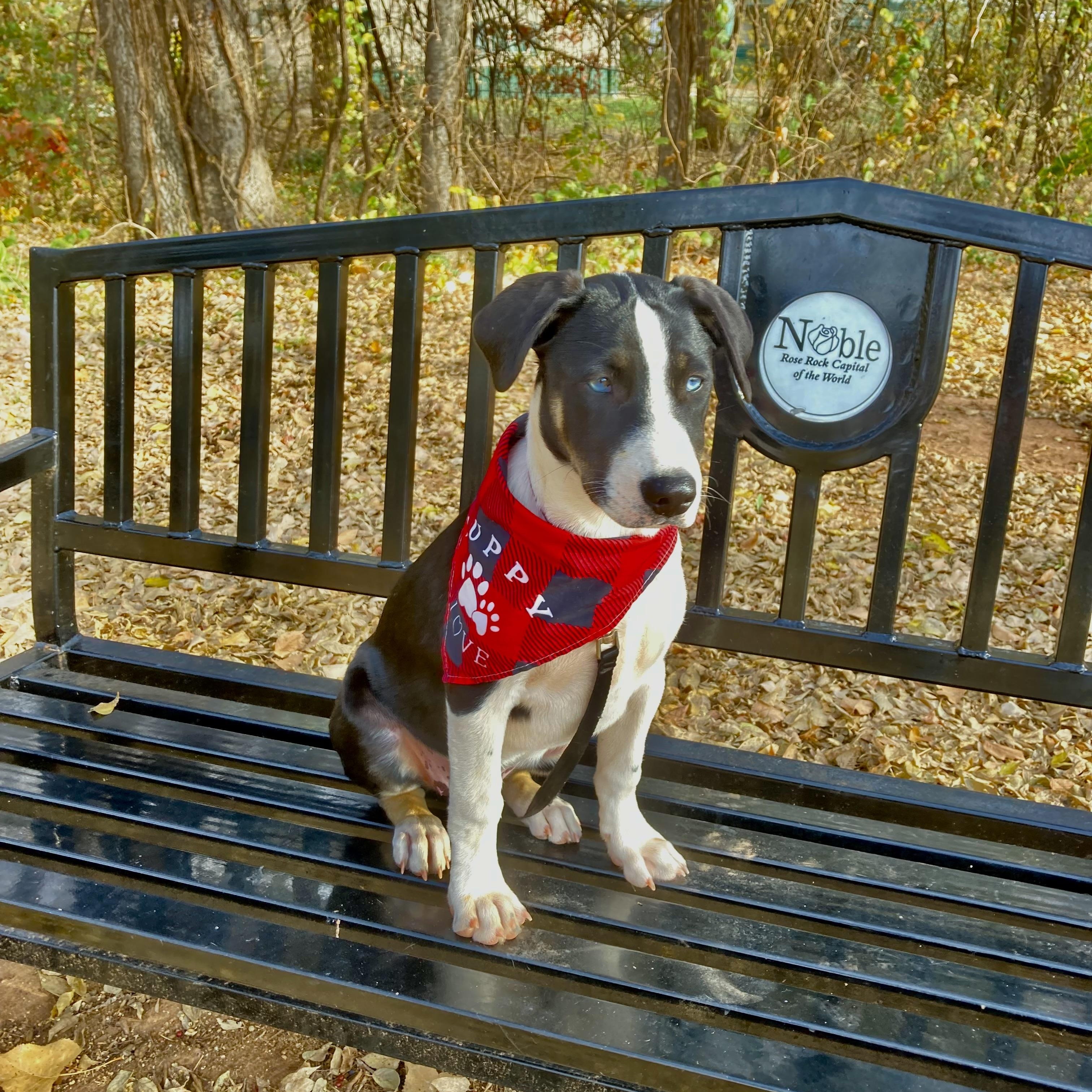 Elizabeth, a Adoptable mixed breed in Noble, OK image 5/5