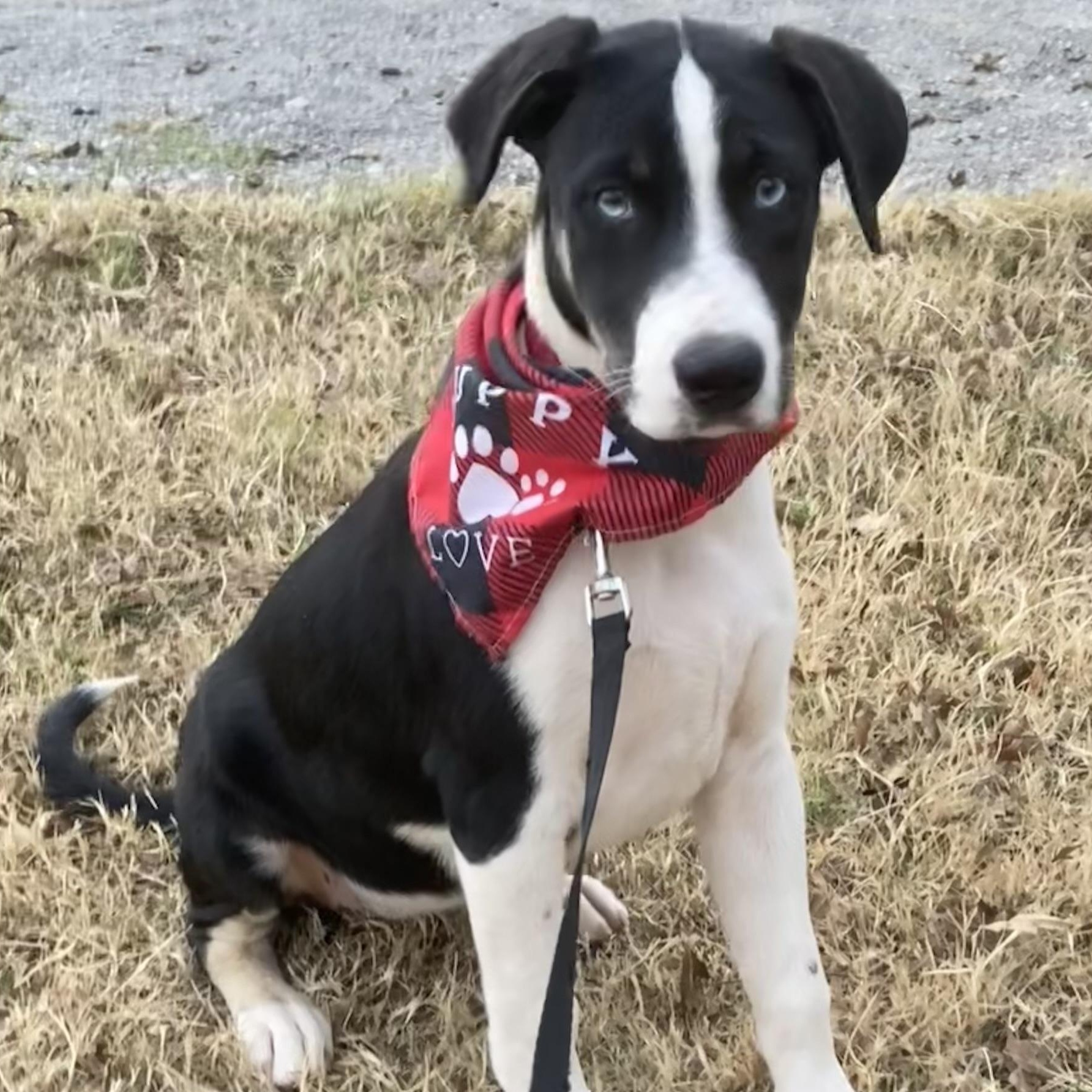 Elizabeth, a Adoptable mixed breed in Noble, OK image 1/5