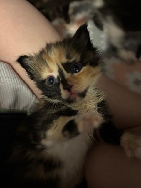 Bubbles, an adoptable Domestic Short Hair in Great Falls, MT, 59405 | Photo Image 1
