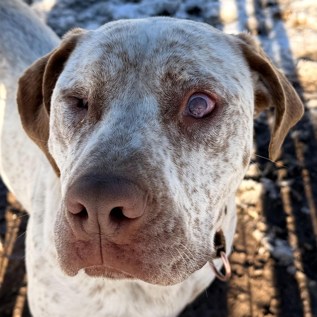 Ray, Adoptable, Adult Male Pit Bull Terrier.