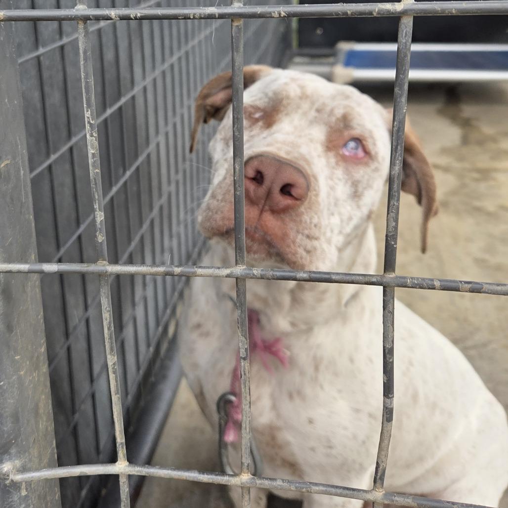 Ray, Adoptable, Adult Male Pit Bull Terrier.