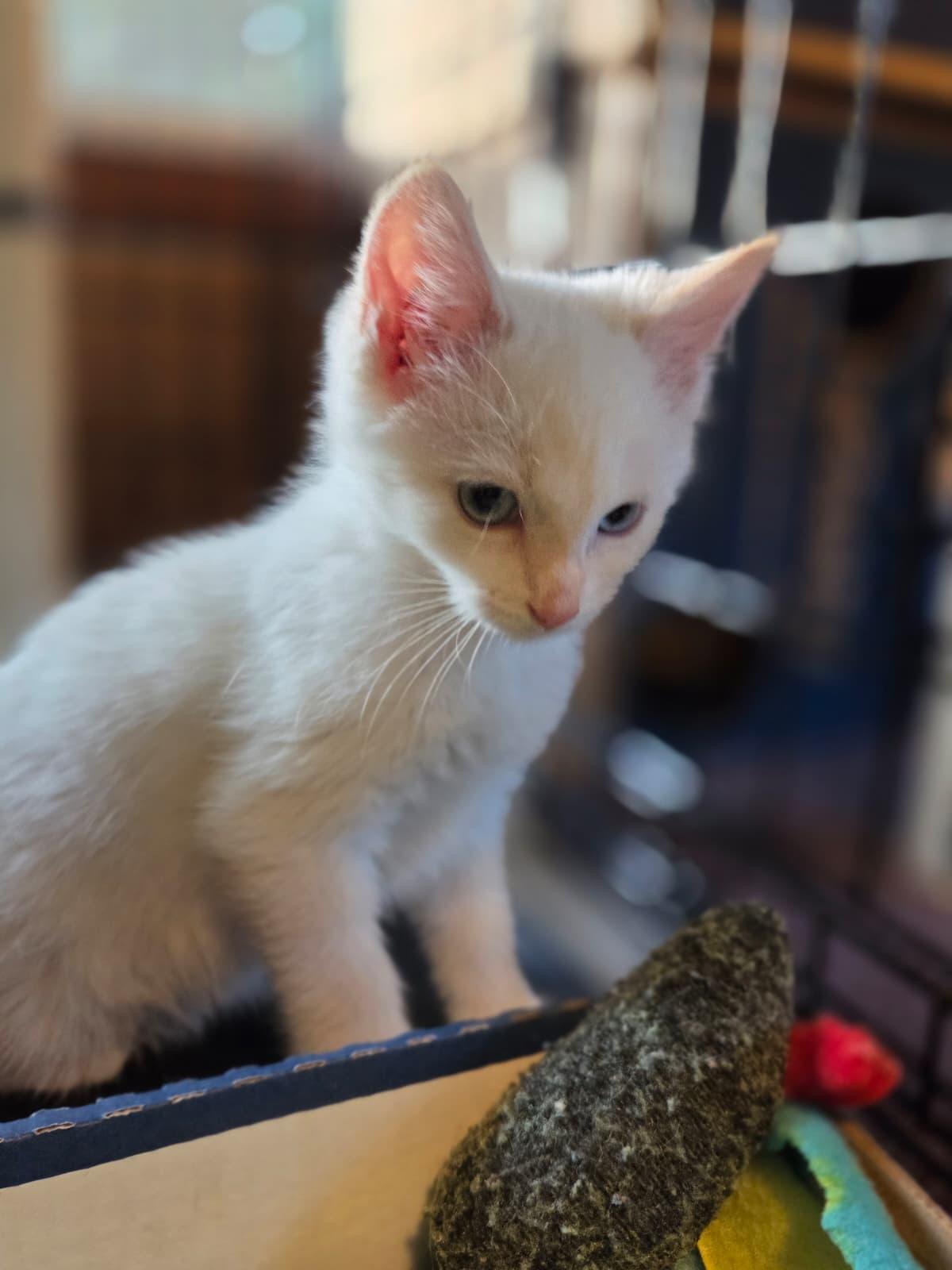 Enlarge Dexter, a ADOPTABLE Siamese in Lake Oswego, OR image 3/3