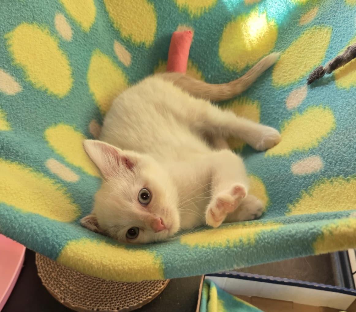 Enlarge Dexter, a ADOPTABLE Siamese in Lake Oswego, OR image 2/3