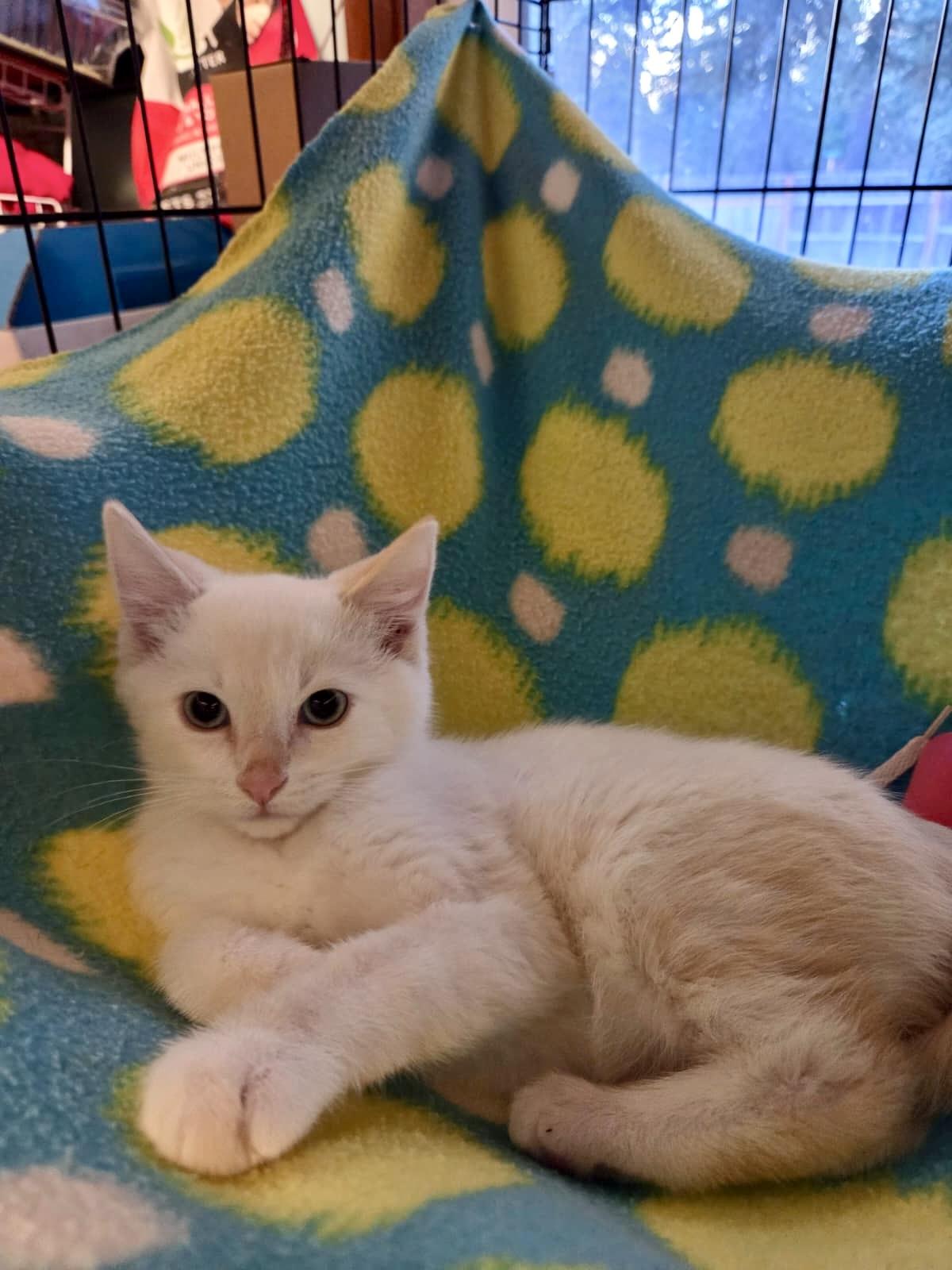 Dexter, ADOPTABLE, Kitten Male Siamese.