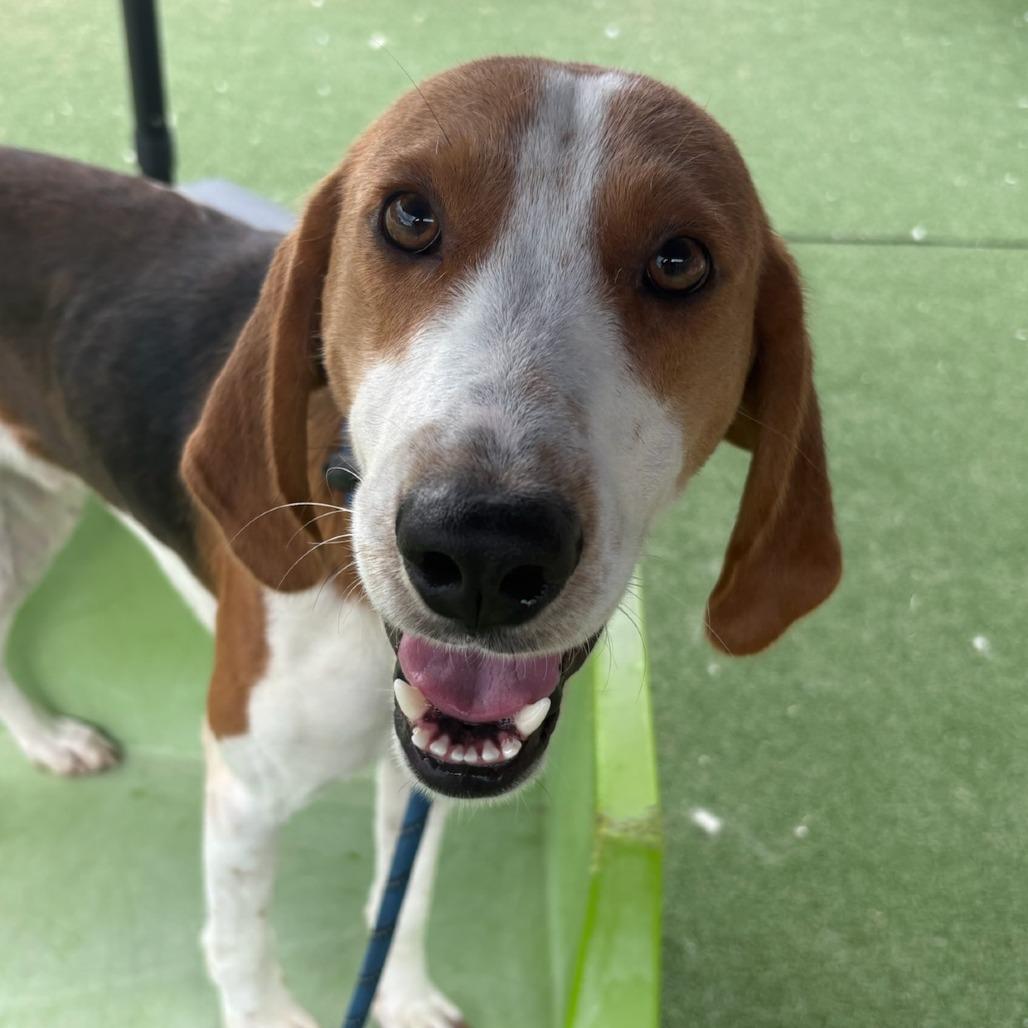 Nashua, Adoptable, Adult Male Hound.