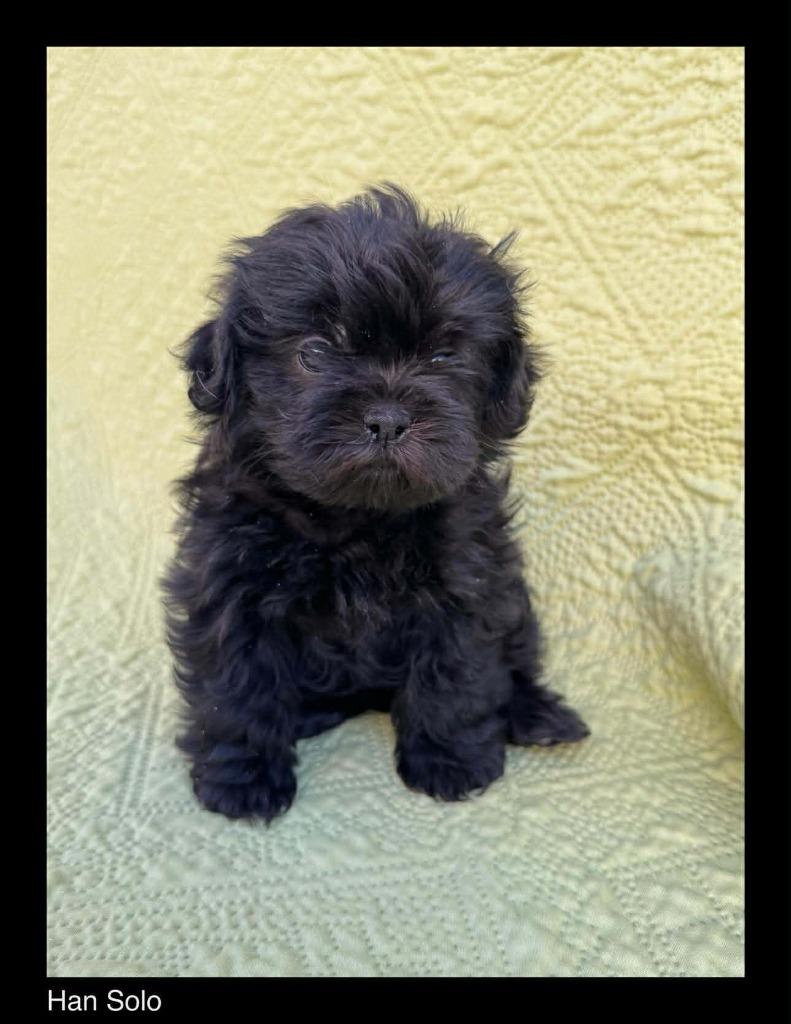 Han Solo, Adopted, Puppy Male Shih Tzu & Mixed Breed.