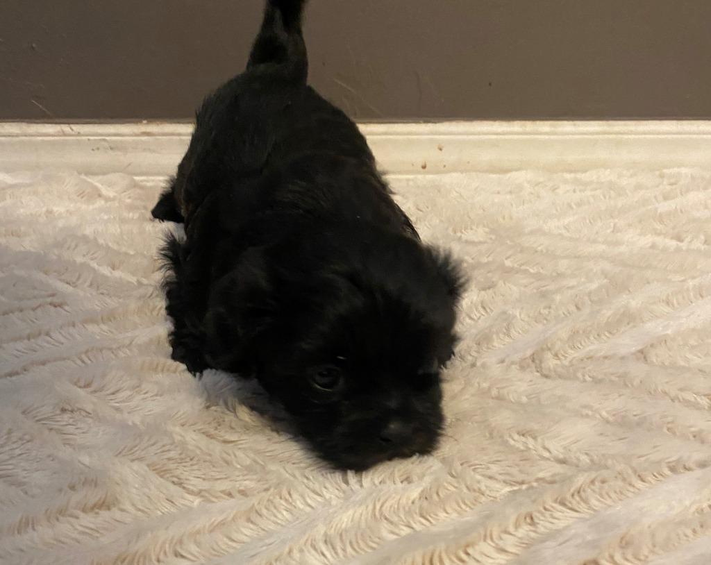 Enlarge Han Solo, a Adopted mixed breed in Chino Valley, AZ image 2/6