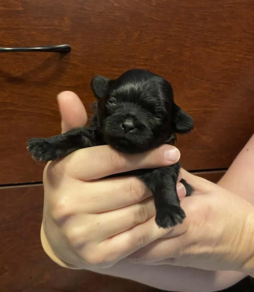 Enlarge Han Solo, a Adopted mixed breed in Chino Valley, AZ image 3/6