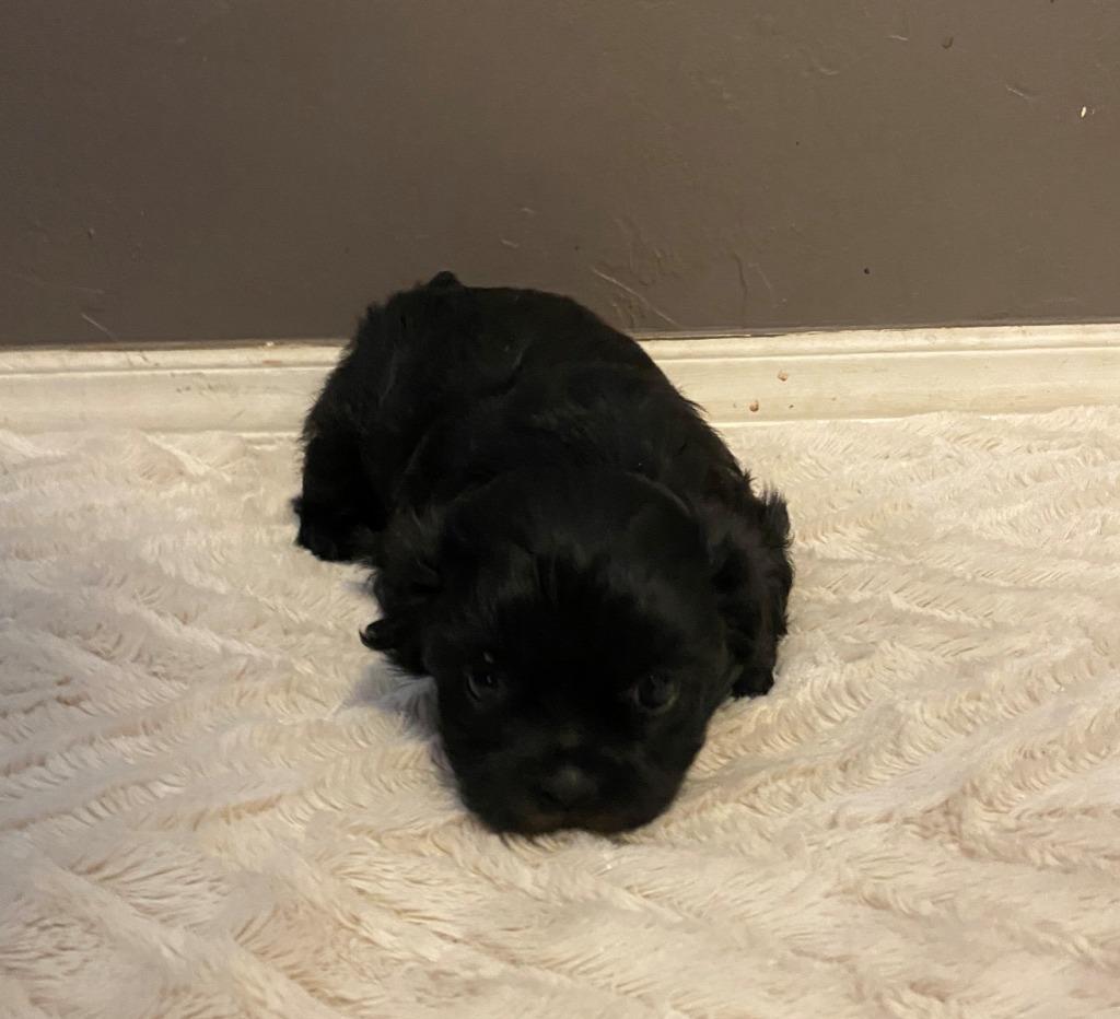 Enlarge Han Solo, a Adopted mixed breed in Chino Valley, AZ image 4/6