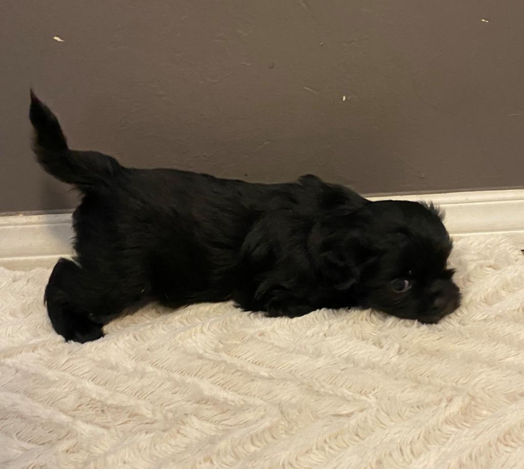 Enlarge Han Solo, a Adopted mixed breed in Chino Valley, AZ image 5/6