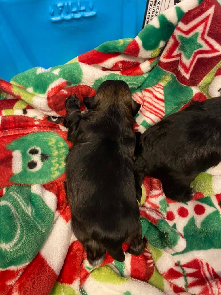 Enlarge Han Solo, a Adopted mixed breed in Chino Valley, AZ image 6/6