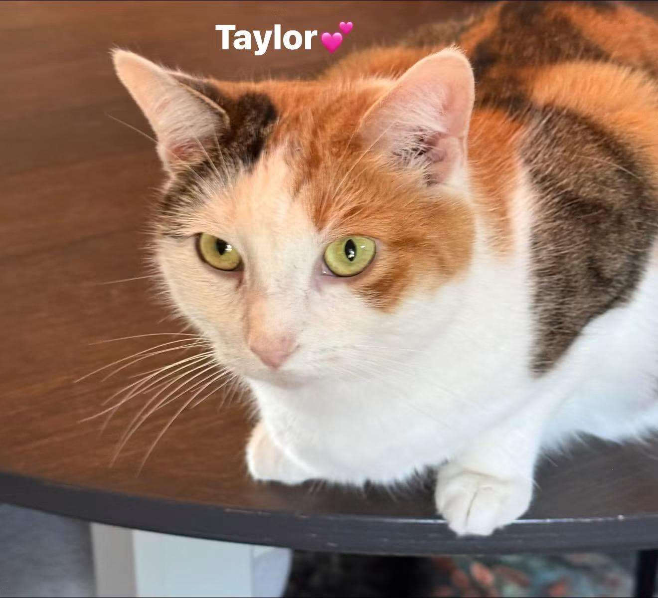 Enlarge Taylor, a Adoptable mixed breed in Newark, NJ image 3/4