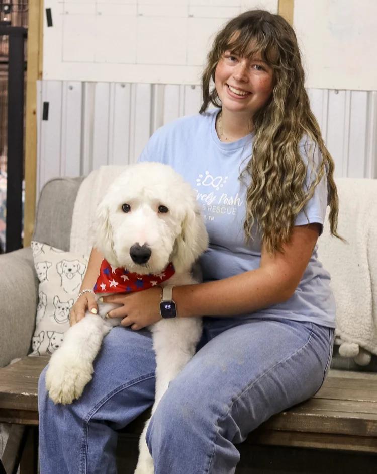 Milo Dean, Adoptable, Adult Male Old English Sheepdog.