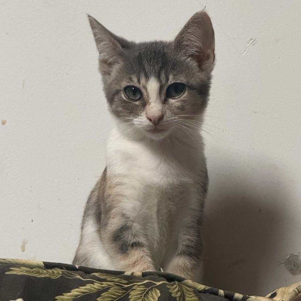 Lady Charmin, Adoptable, Kitten Female Domestic Short Hair.