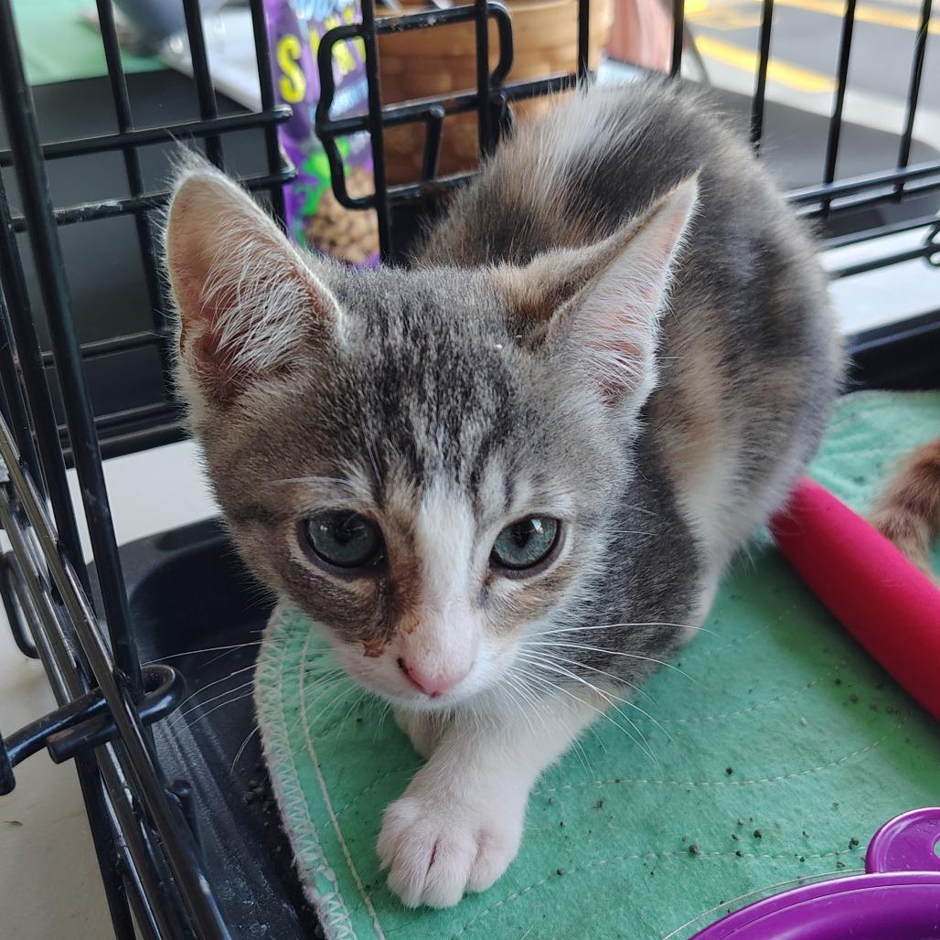Enlarge Lady Charmin, a Adoptable Domestic Short Hair in Wilmington, NC image 2/6