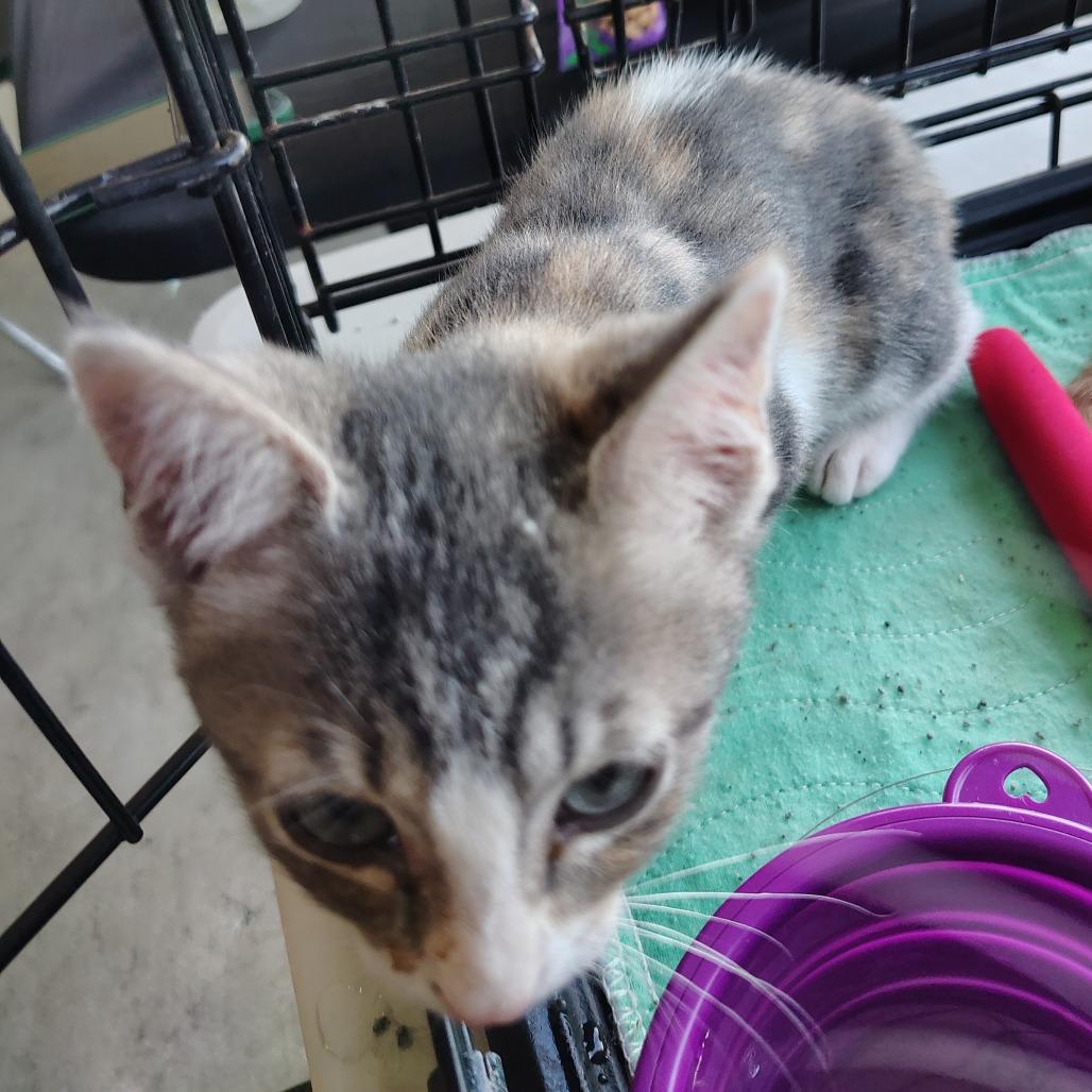 Enlarge Lady Charmin, a Adoptable Domestic Short Hair in Wilmington, NC image 5/6