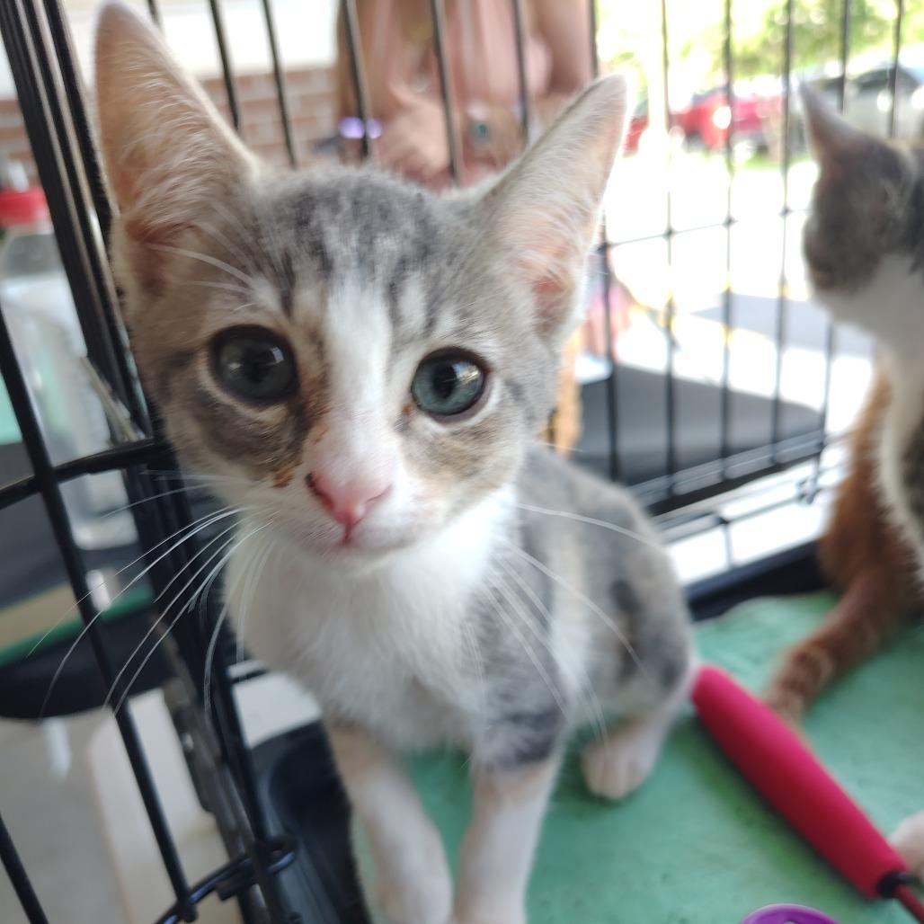 Enlarge Lady Charmin, a Adoptable Domestic Short Hair in Wilmington, NC image 4/6