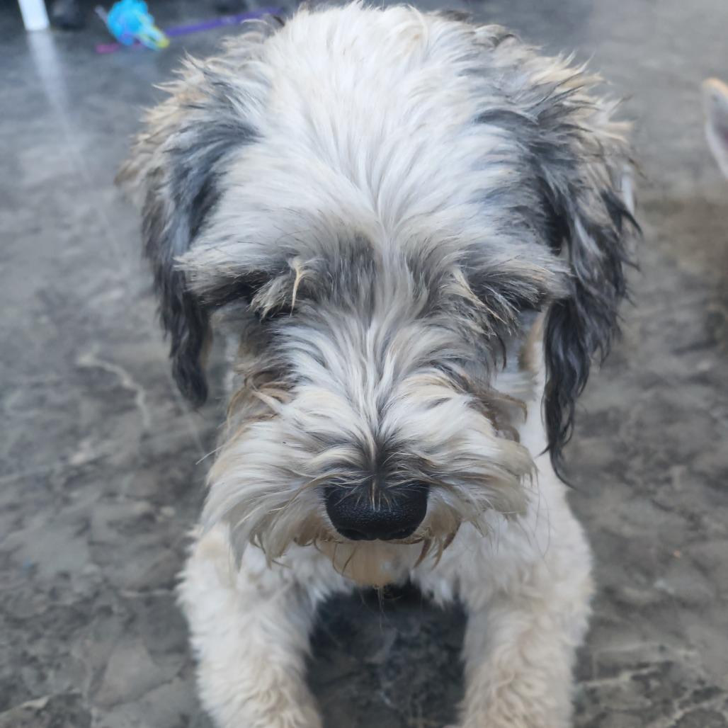 Pluto, Adoptable, Adult Male Schnauzer.