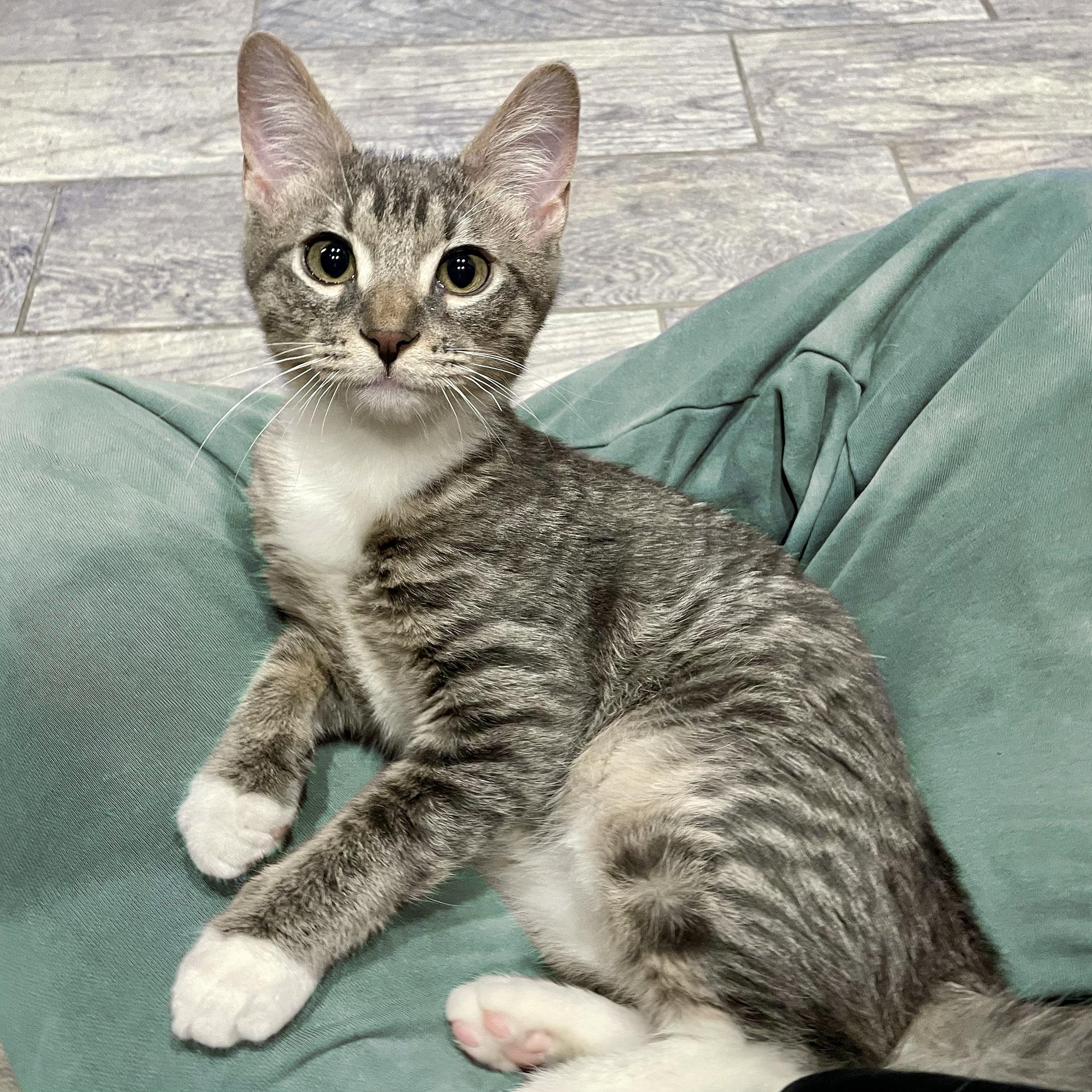 Enlarge Square Pizza, a Adoptable Domestic Short Hair in Milwaukee, WI image 1/5