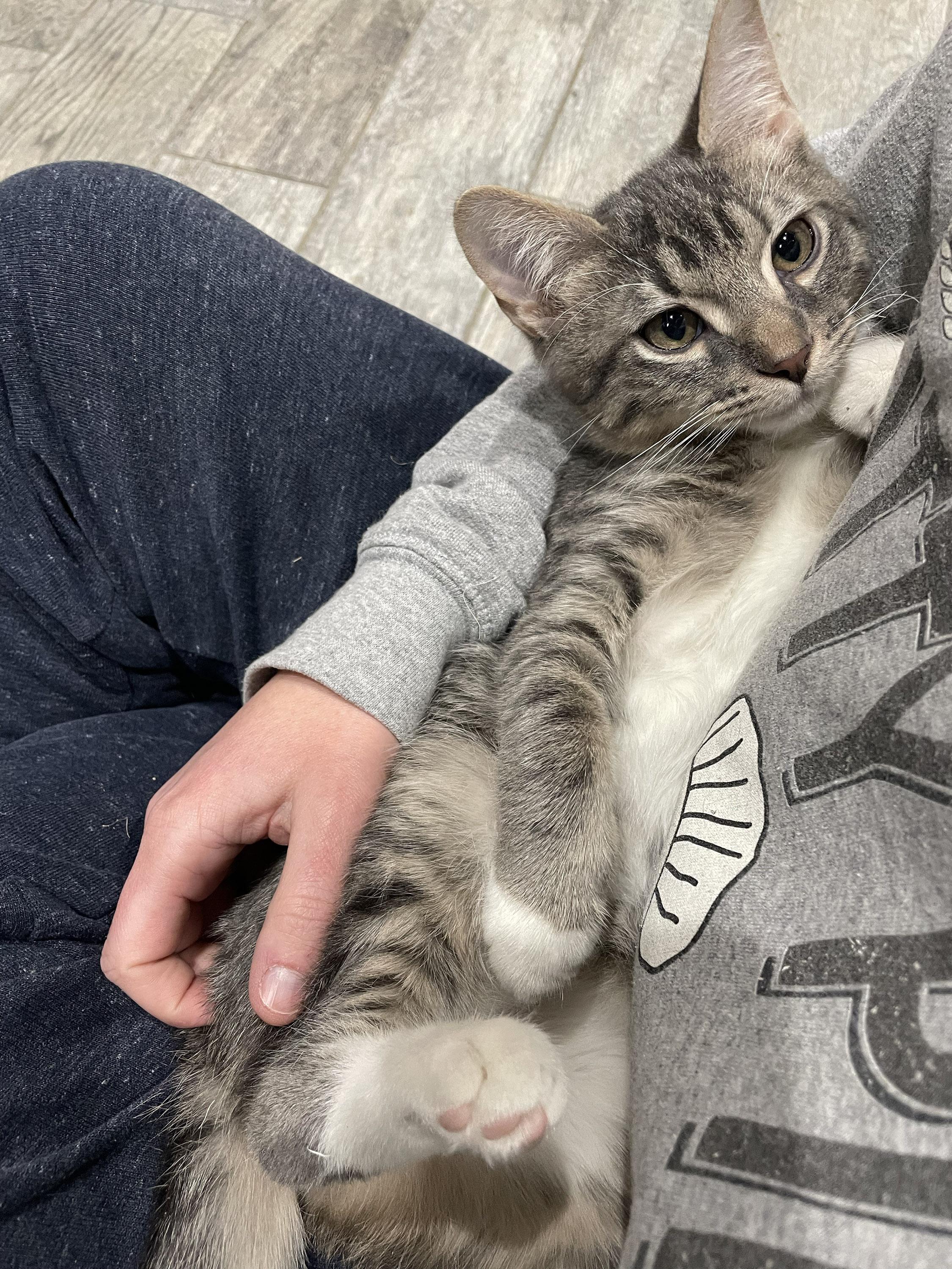 Enlarge Square Pizza, a Adoptable Domestic Short Hair in Milwaukee, WI image 3/5