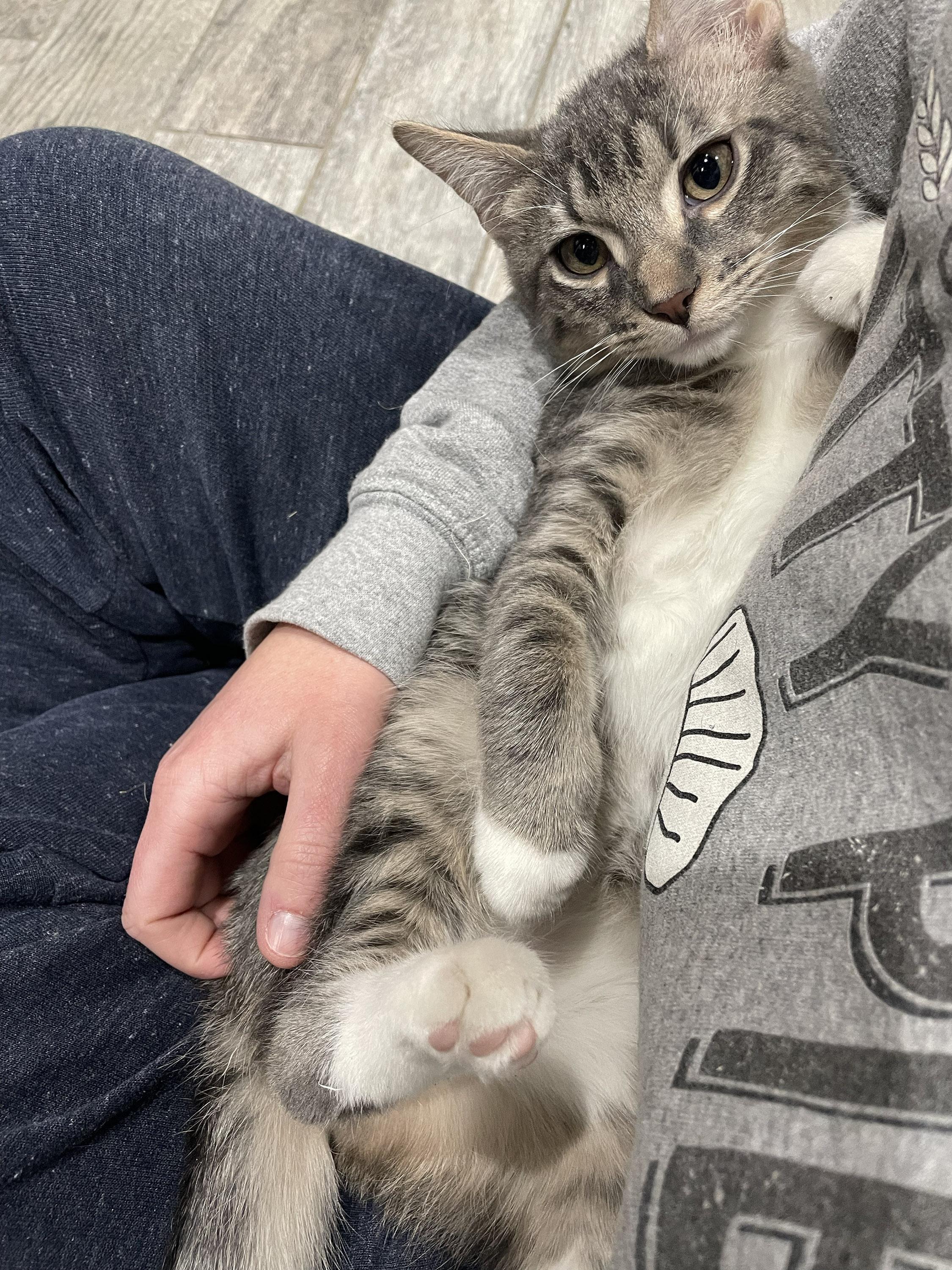 Enlarge Square Pizza, a Adoptable Domestic Short Hair in Milwaukee, WI image 5/5