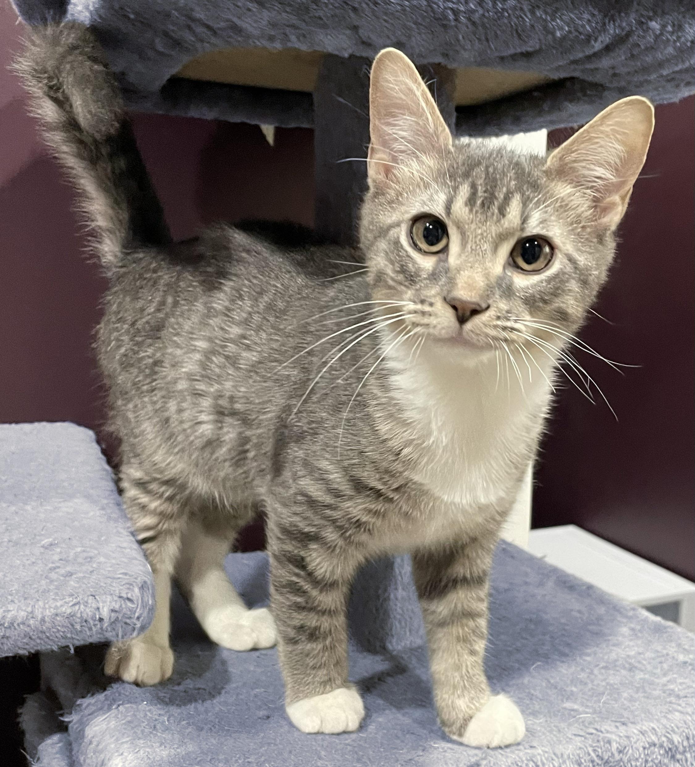 Enlarge Square Pizza, a Adoptable Domestic Short Hair in Milwaukee, WI image 4/5