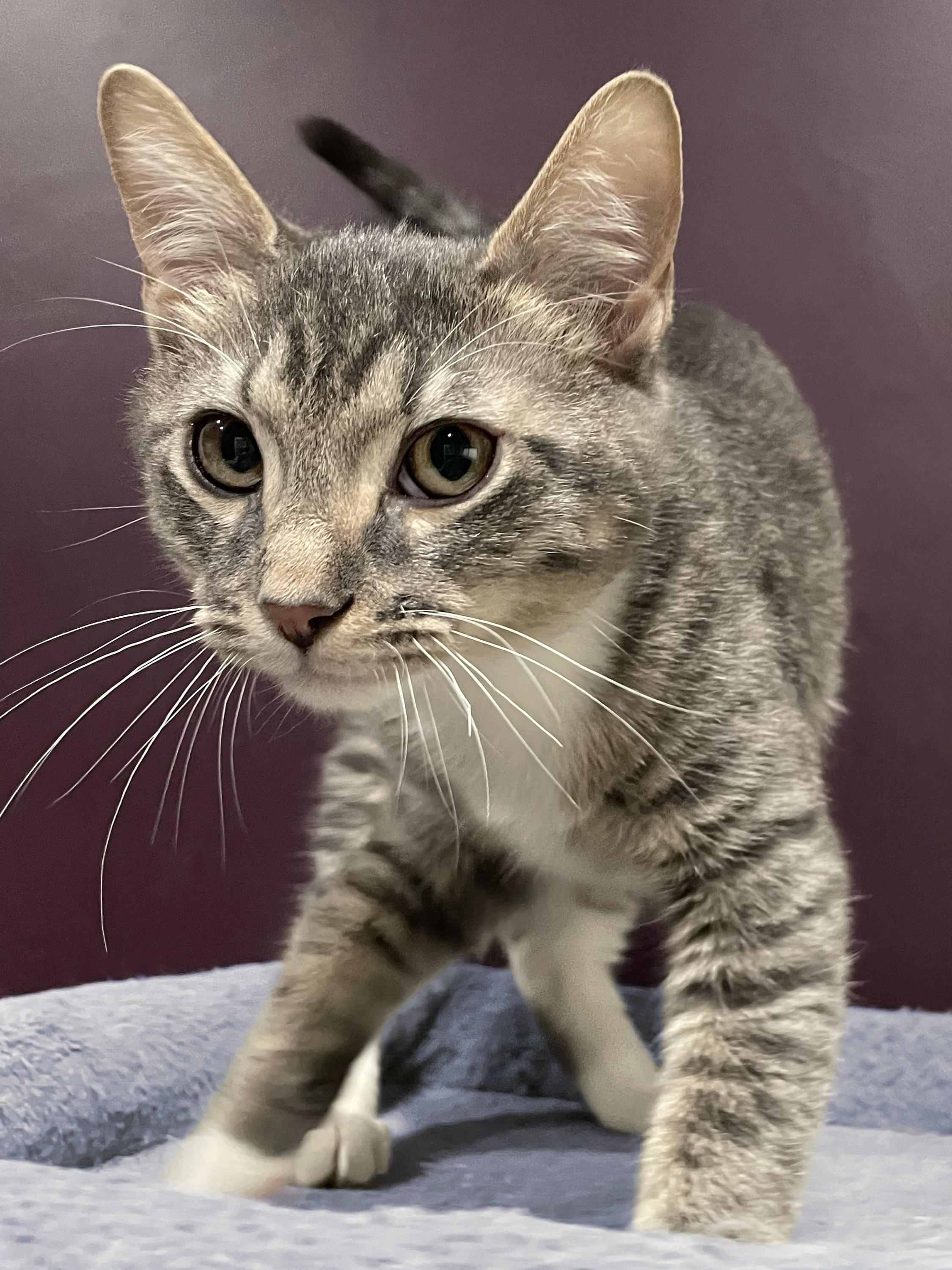 Enlarge Square Pizza, a Adoptable Domestic Short Hair in Milwaukee, WI image 2/5