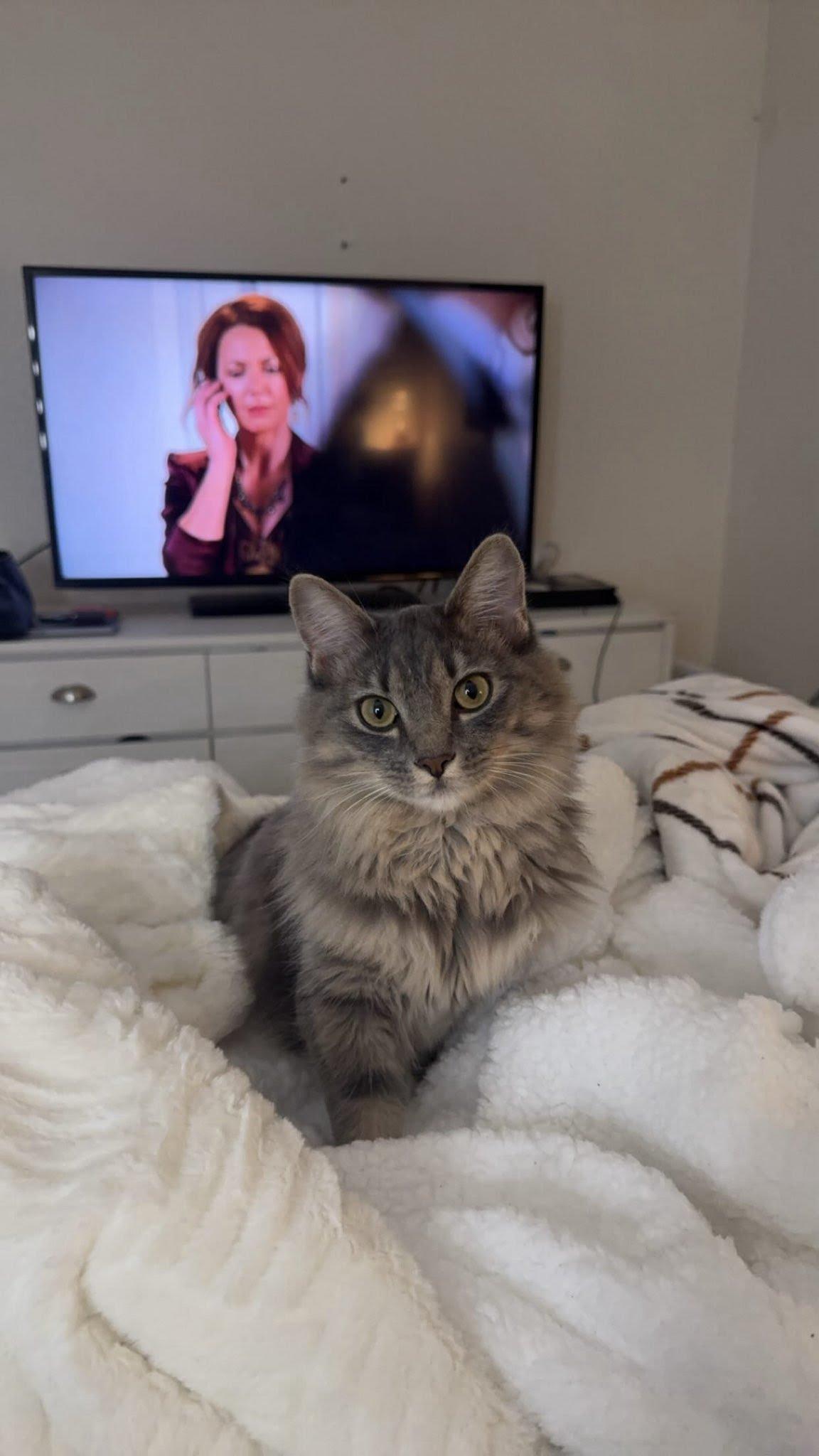 Asia, a ADOPTABLE Domestic Medium Hair in Elk Grove, CA image 2/4