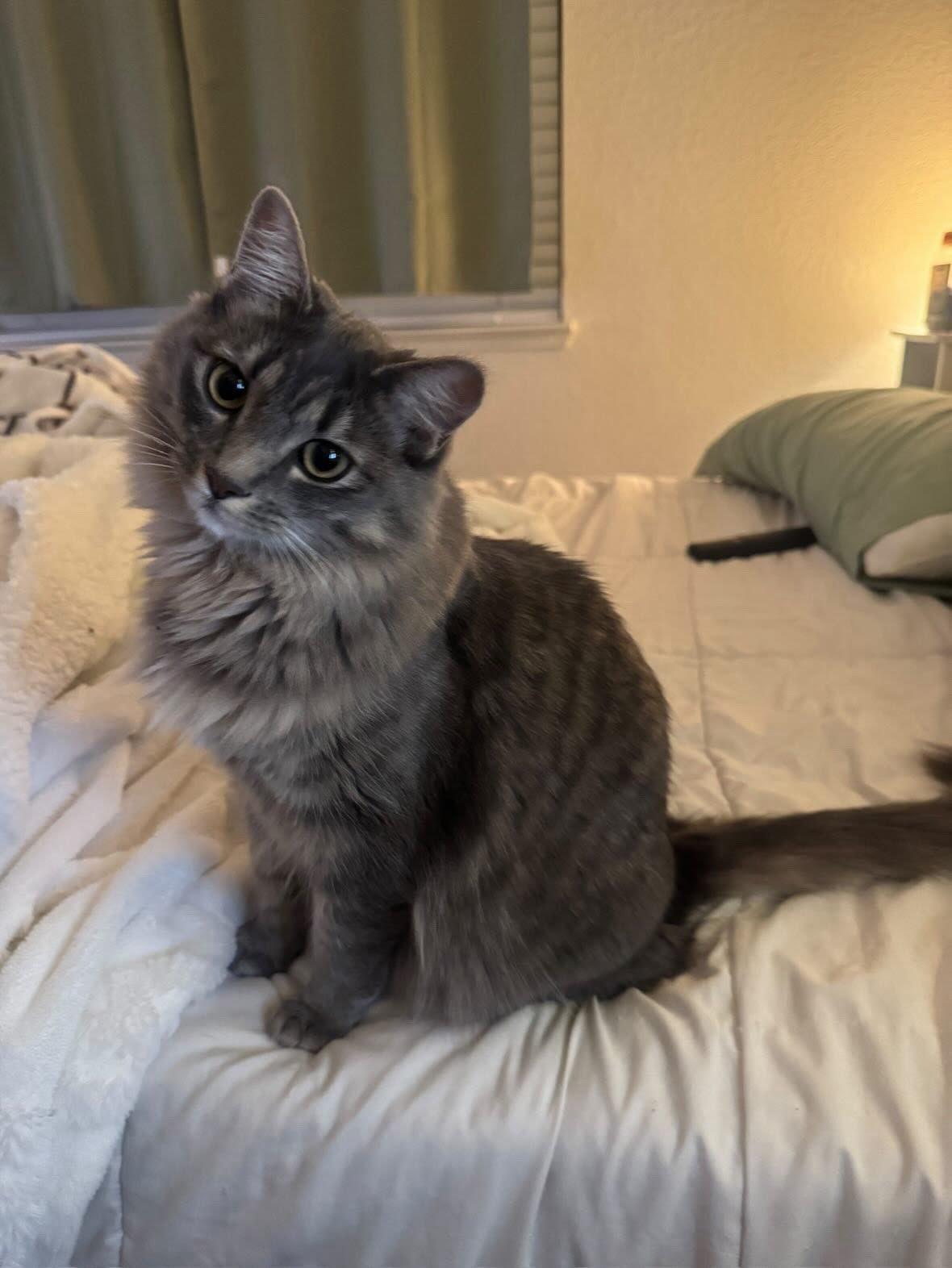 Asia, ADOPTABLE, Young Female Domestic Medium Hair.