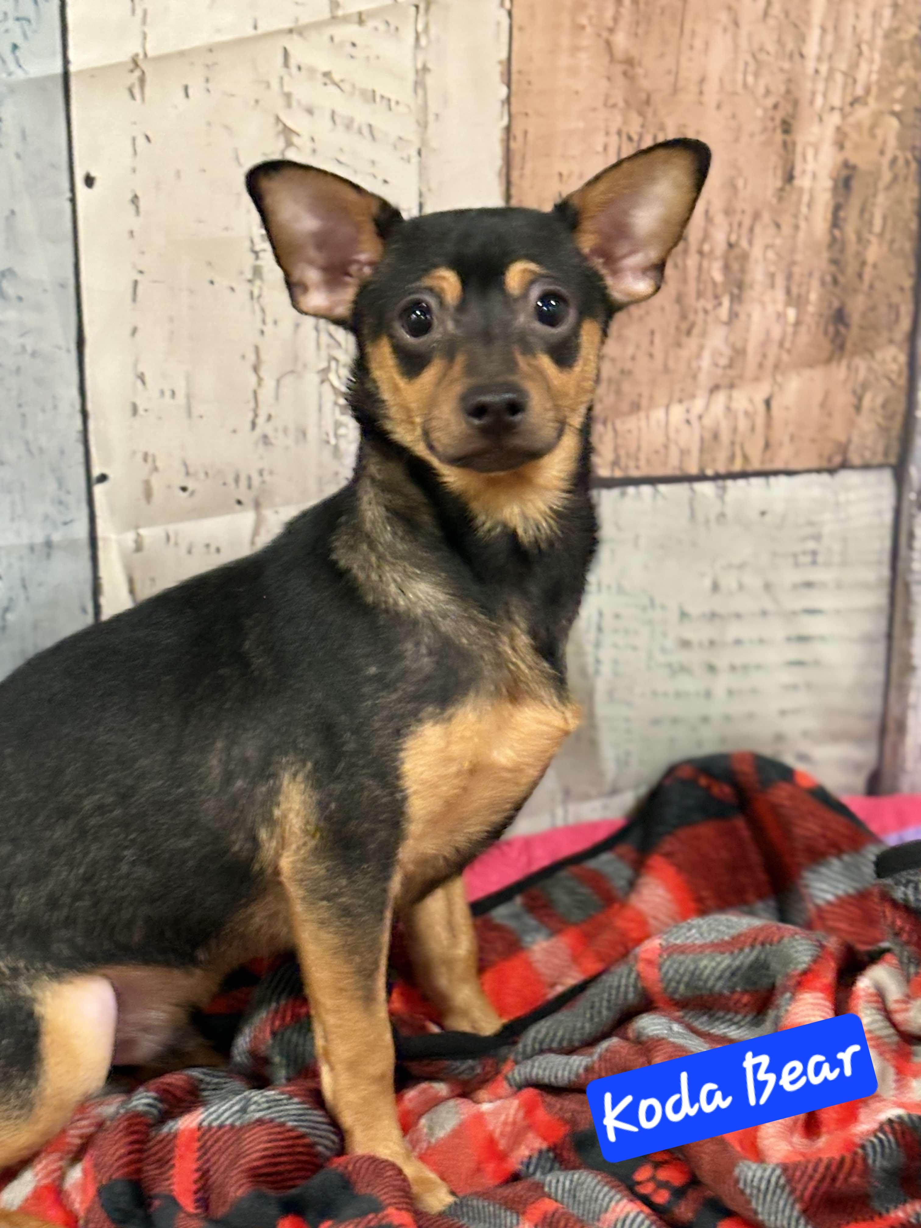 Enlarge Koda Bear, a Adoptable Chihuahua in Wheelersburg, OH image 1/6