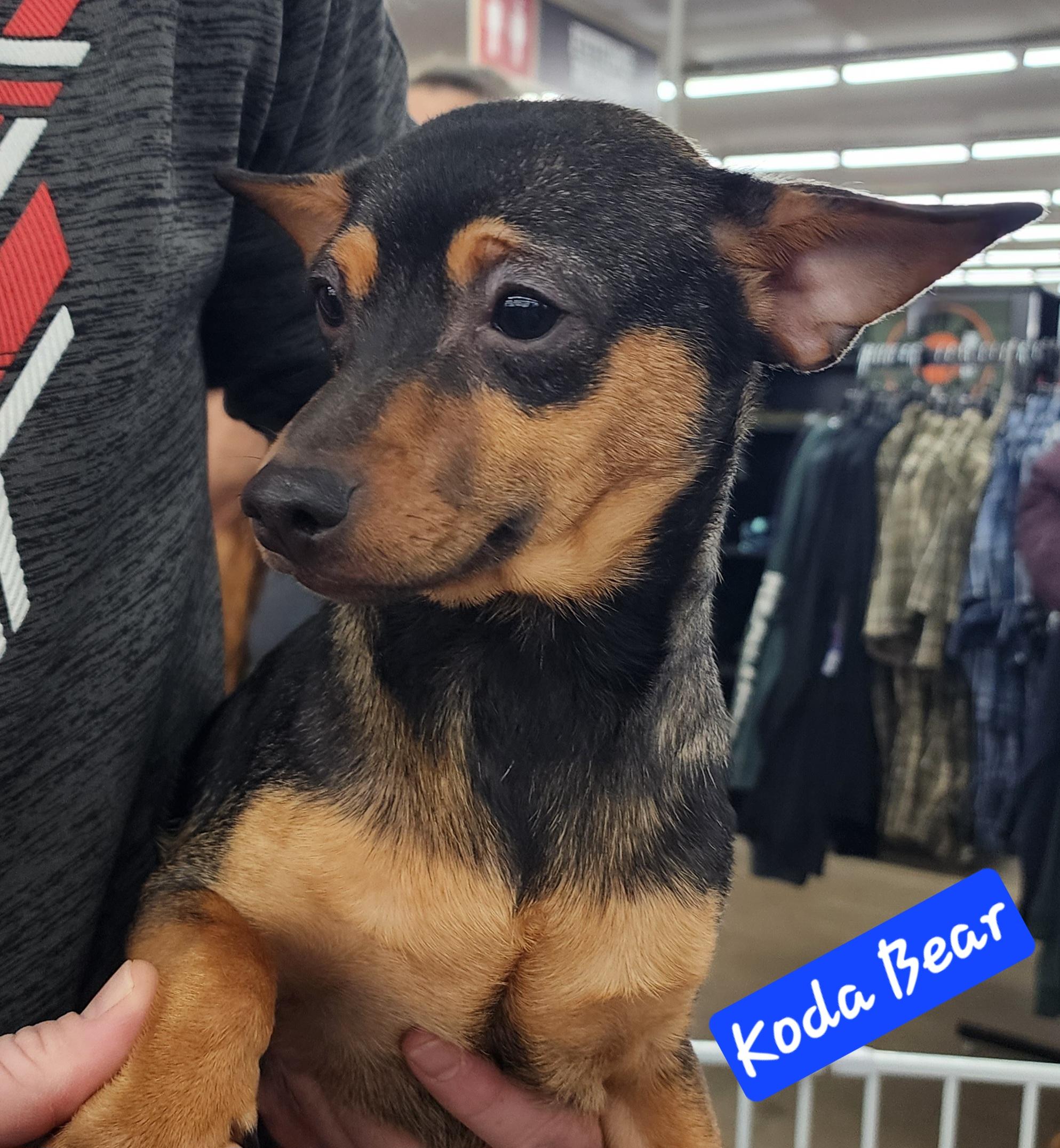 Enlarge Koda Bear, a Adoptable Chihuahua in Wheelersburg, OH image 2/6