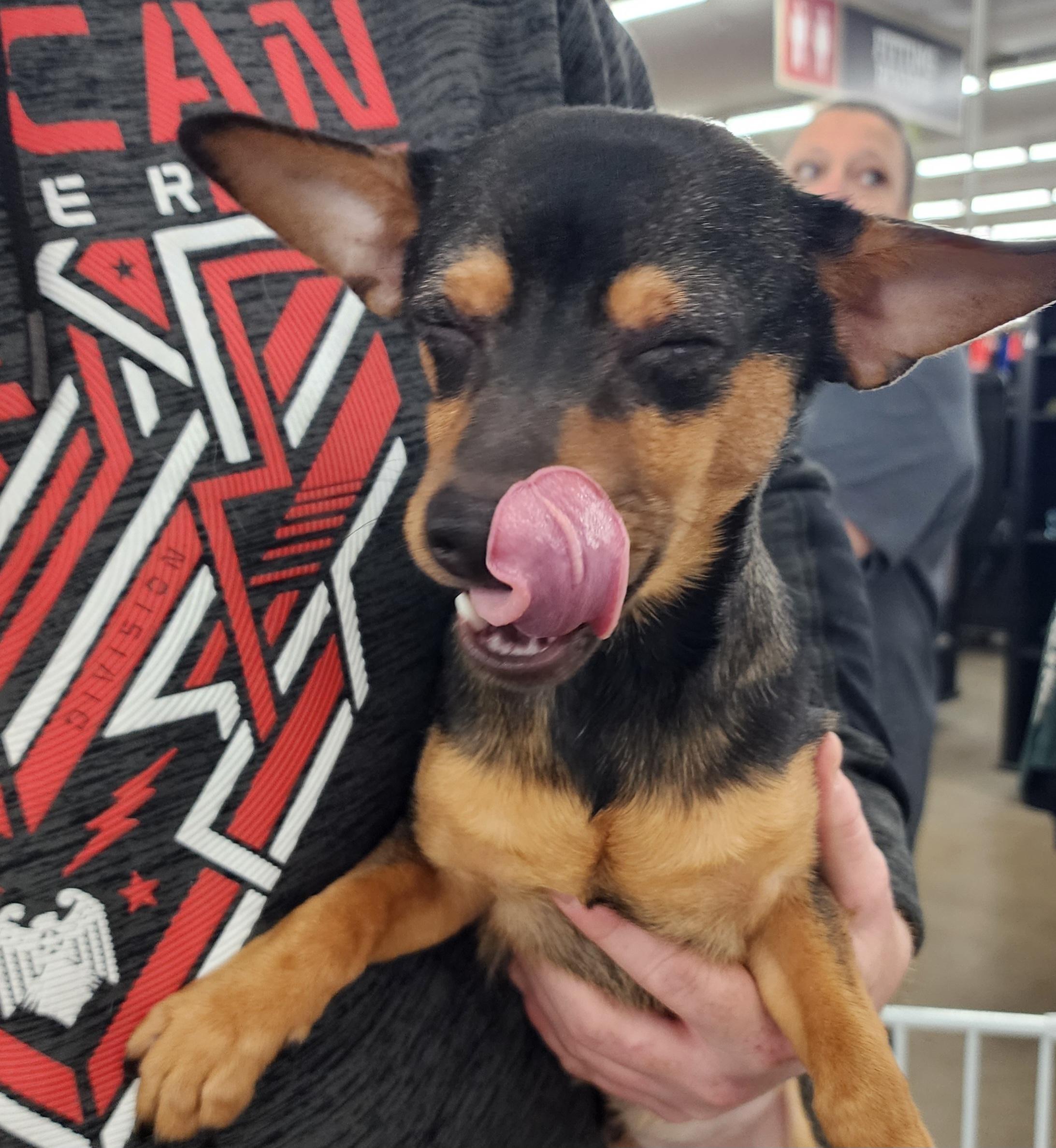 Enlarge Koda Bear, a Adoptable Chihuahua in Wheelersburg, OH image 3/6