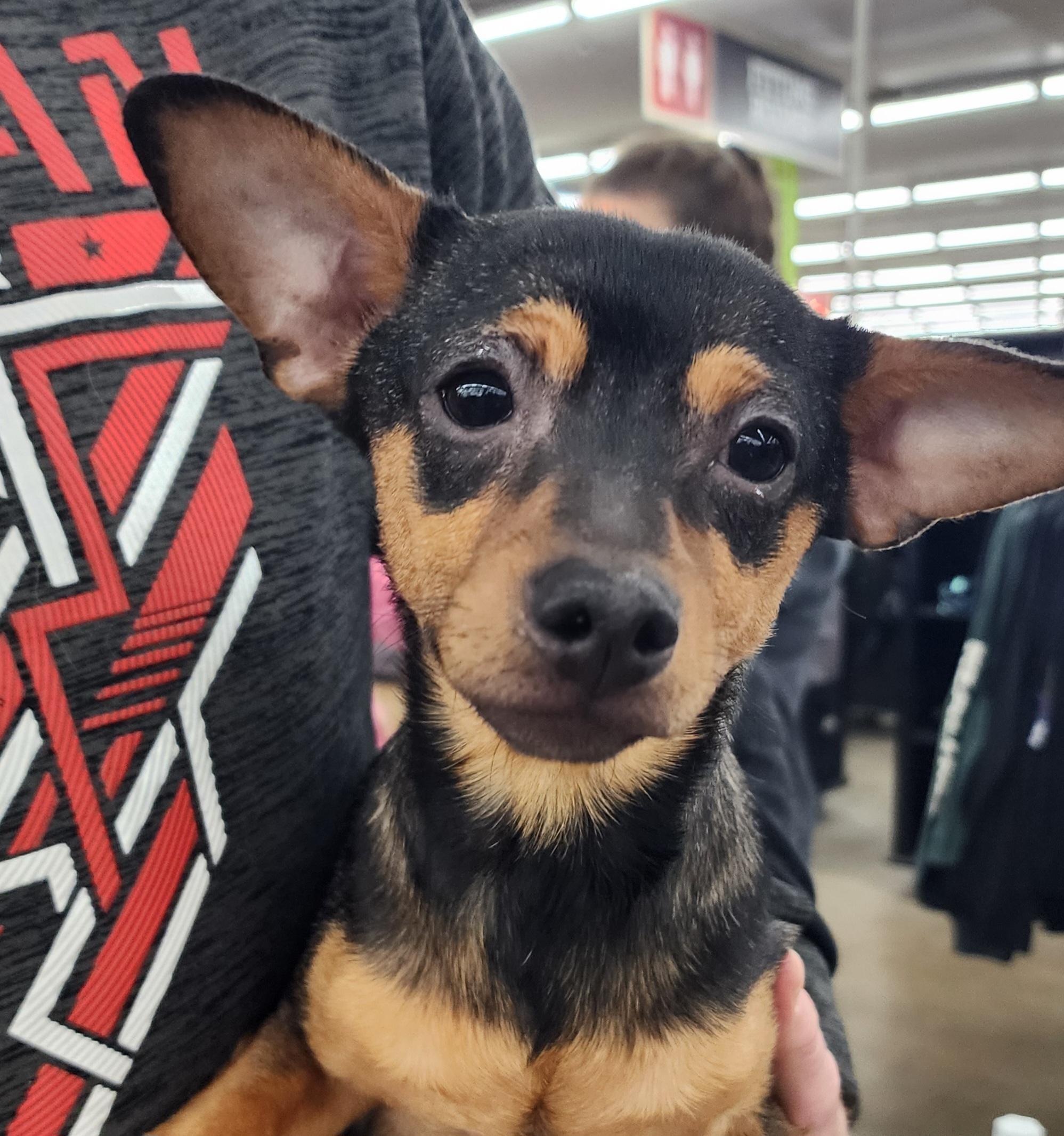 Enlarge Koda Bear, a Adoptable Chihuahua in Wheelersburg, OH image 4/6