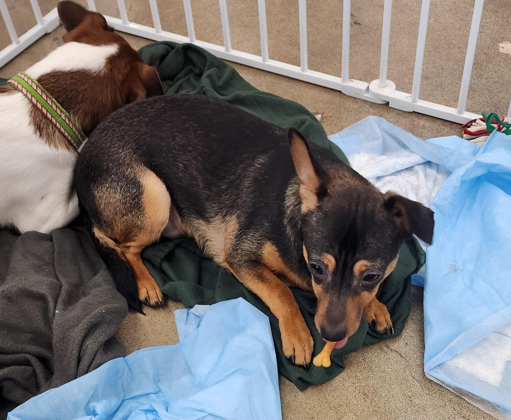 Enlarge Koda Bear, a Adoptable Chihuahua in Wheelersburg, OH image 5/6