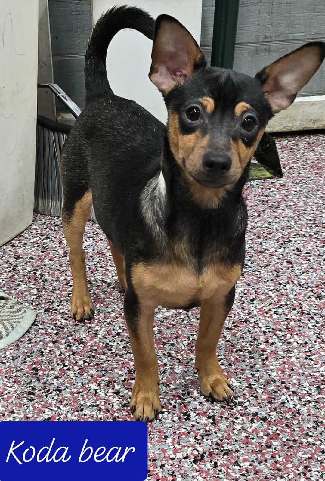 Enlarge Koda Bear, a Adoptable Chihuahua in Wheelersburg, OH image 6/6