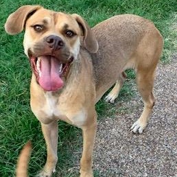 Vanilla, a Adoptable mixed breed in Brattleboro , VT image 2/6