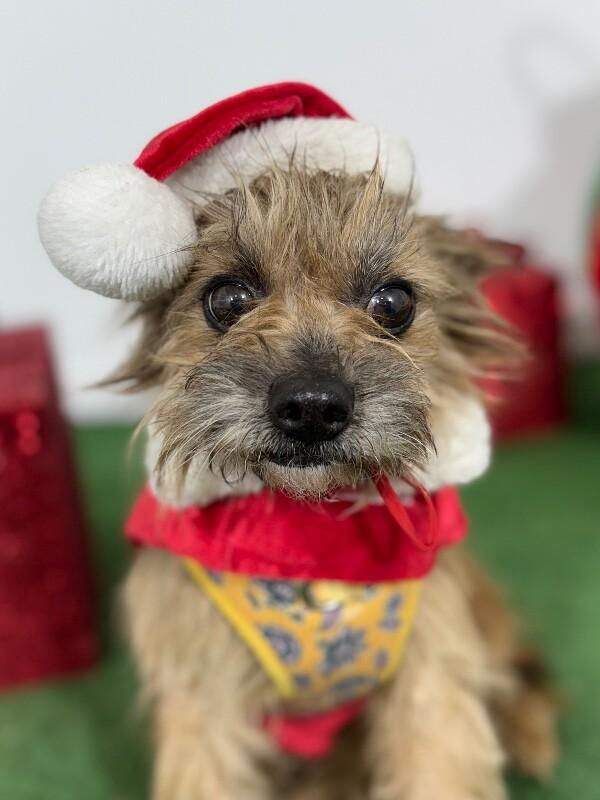 Enlarge Sugarplum, an adopted mixed breed in Sacramento, CA image 1/1