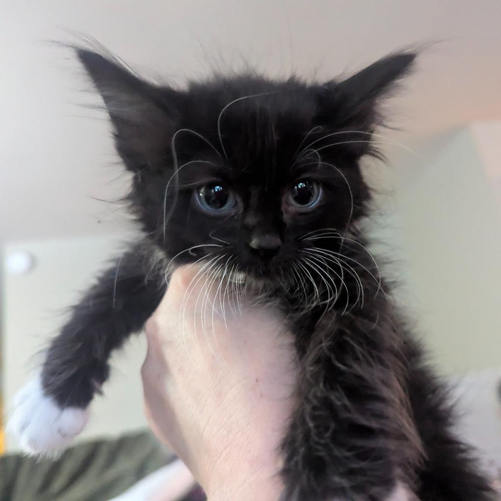 Oren, Adopted, Kitten Male Maine Coon.