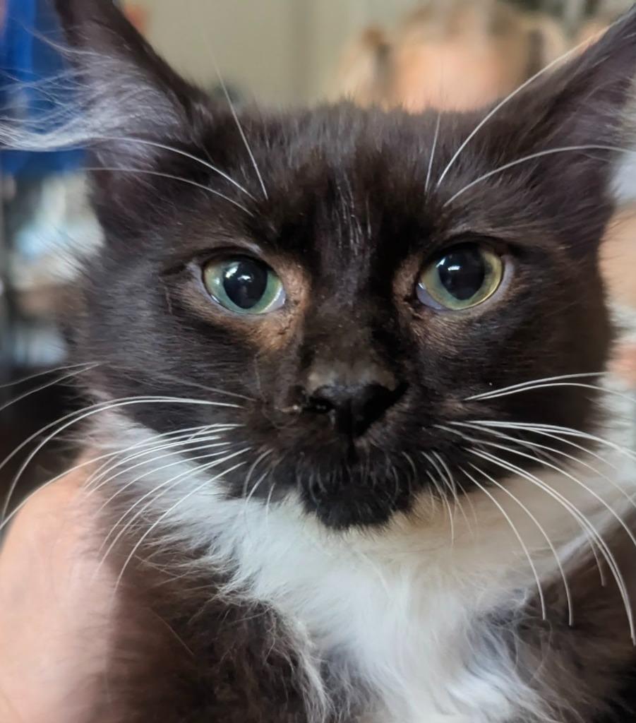 Enlarge Oren, a Adopted mixed breed in Olathe, KS image 2/5