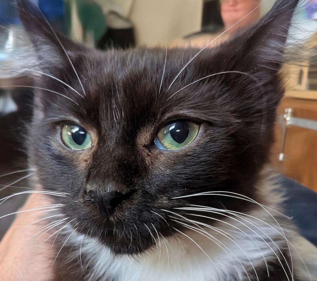 Enlarge Oren, a Adopted mixed breed in Olathe, KS image 4/5