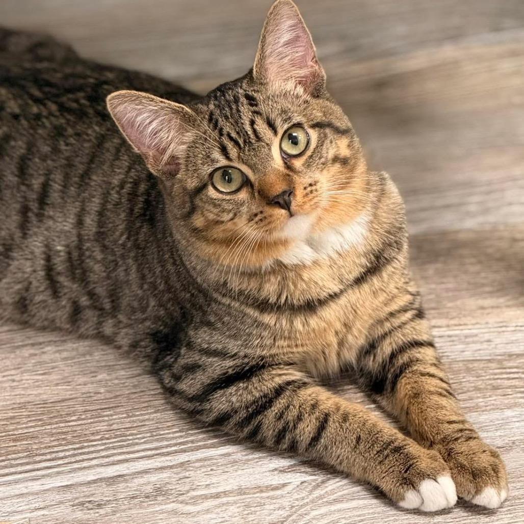 Dolon — thumbnail 2