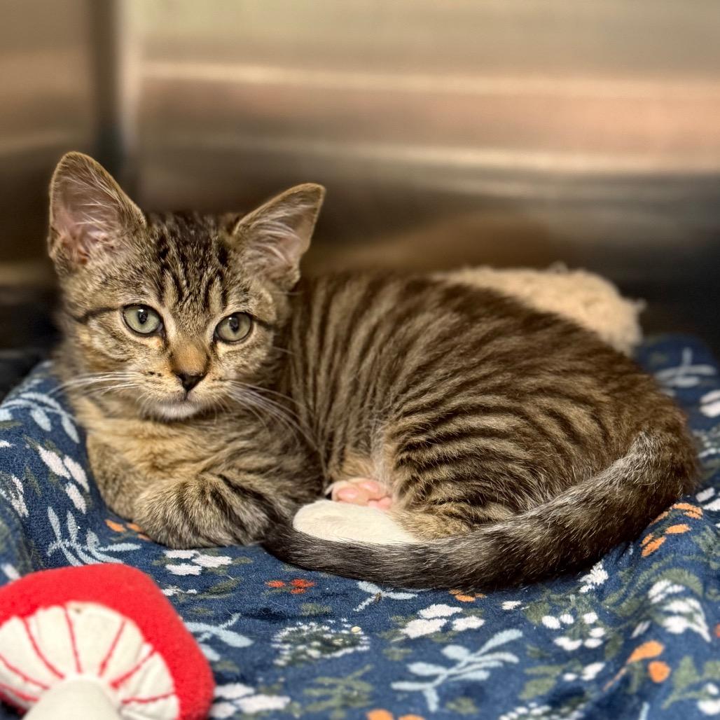 Dolon — thumbnail 3