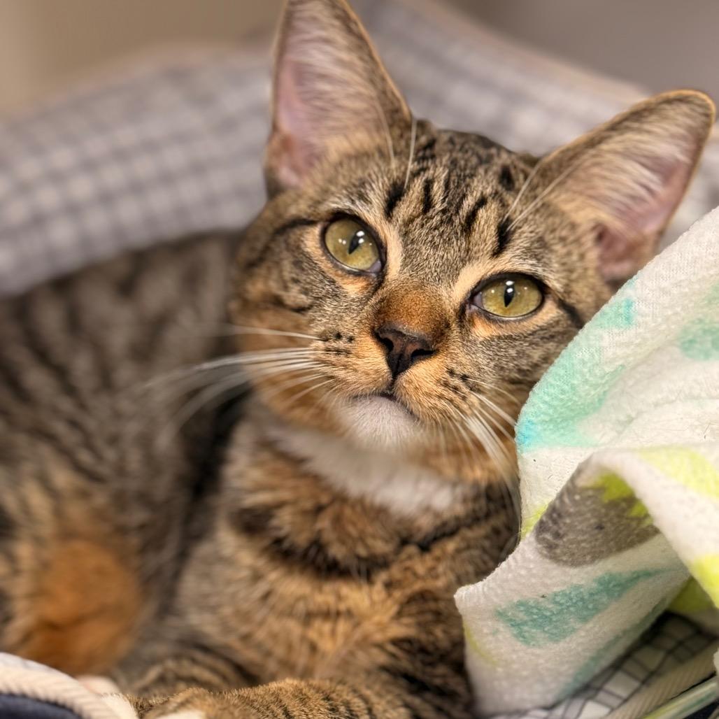 Dolon — thumbnail 4