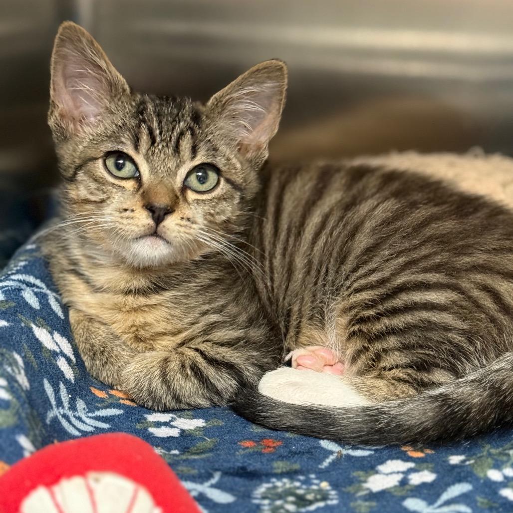 Dolon — thumbnail 5