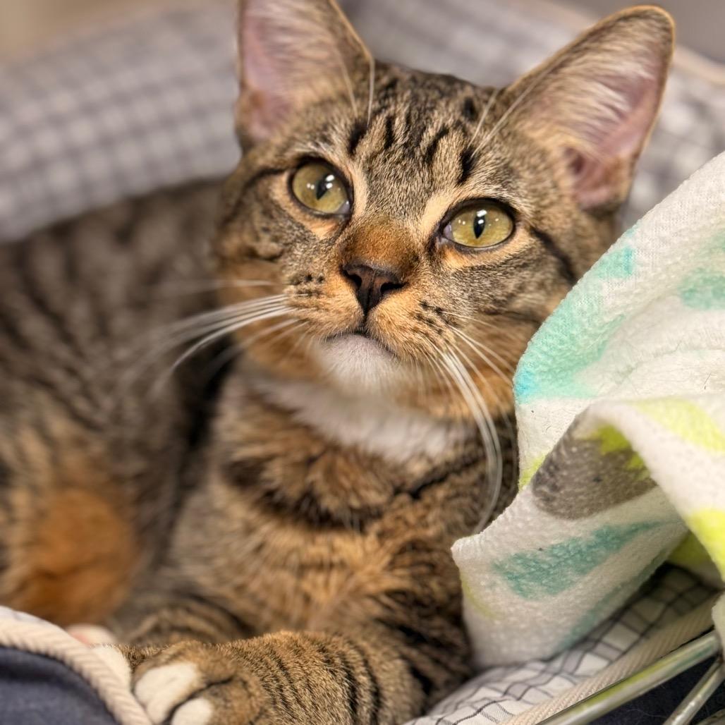 Dolon — thumbnail 6